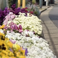 南水元花ごよみ花壇画像