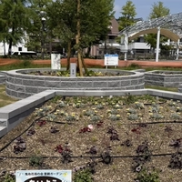曳舟川親水公園広場ゾーン　ふれあい花壇画像