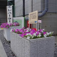 立石駅前花壇画像