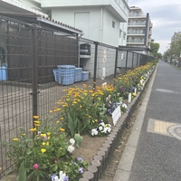 原田小学校学校地域応援団花植班花壇画像