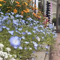 区役所バス停前花壇画像