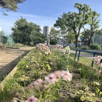 渋江公園花壇画像