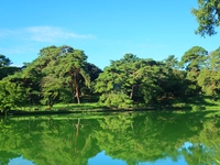 大宮公園画像