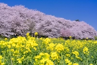 森田鉄工所 Sakura Oasis（峠の茶屋）画像