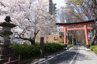 氷川神社　一の鳥居画像