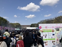 Cherry Blossom Festival (Ueno Park Fountain Square Venue)画像