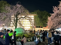 Cherry Blossom Festival (Ueno Park Hakamagoshi Square venue)画像