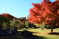 涸沼自然公園画像