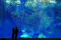 アクアワールド茨城県大洗水族館画像