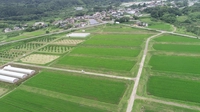 大木戸の棚田（国見町）画像