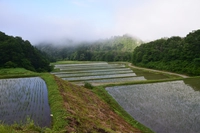打杭山棚田（只見町）画像