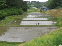 東和の布沢棚田（二本松市）画像
