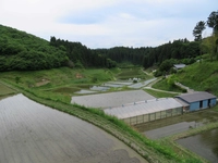 にほんぶなの棚田（石川町）画像