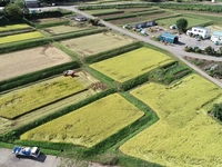 猪苗代地区の棚田（猪苗代町）画像