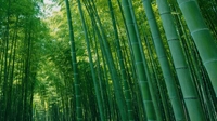 若竹の杜 若山農場画像