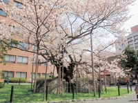 石割桜画像