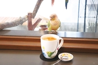 cafe ふれあい　torikago画像