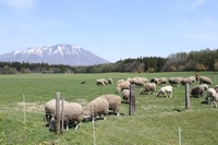 小岩井農場まきば園画像