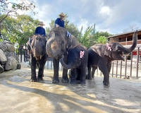 ANIMAL　WONDER　REZOURT市原ぞうの国画像