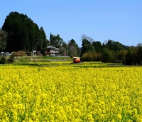 石神菜の花畑画像