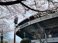 大洲運動公園硬式野球場（別大興産スタジアム）画像